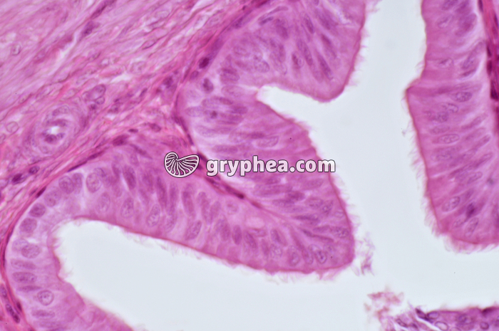 Trachée x160 - gryphea.com